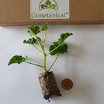 Scented Pelargonium Grandeur Odorata Mixed X5