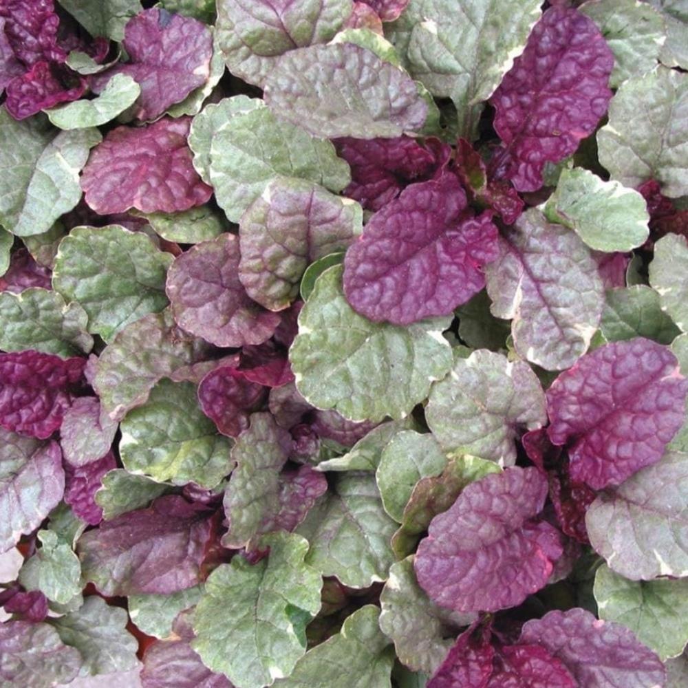 Ajuga 'Mix' X3