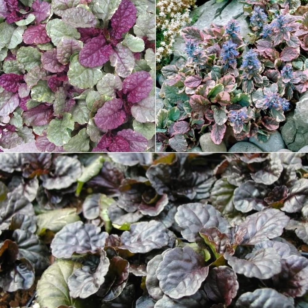 Ajuga 'Mix' X3