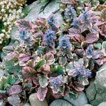 Ajuga 'Mix' X3