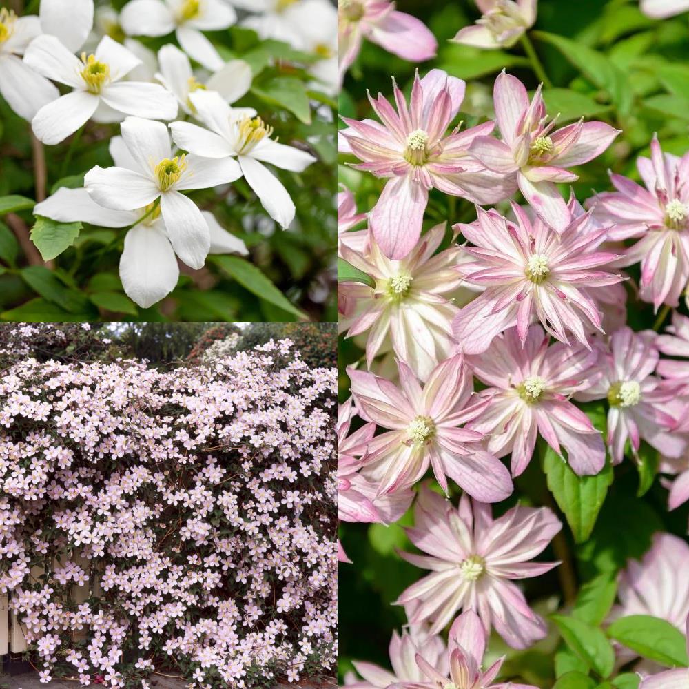 Clematis Montana Mix X3