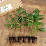 Chrysanthemum Dendranthema Late Spray Beppie Mix X5