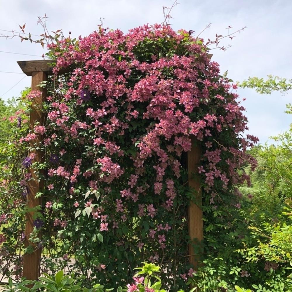 Clematis Montana 'Broughton Star' X3