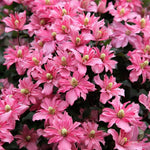 Clematis Montana 'Broughton Star' X3