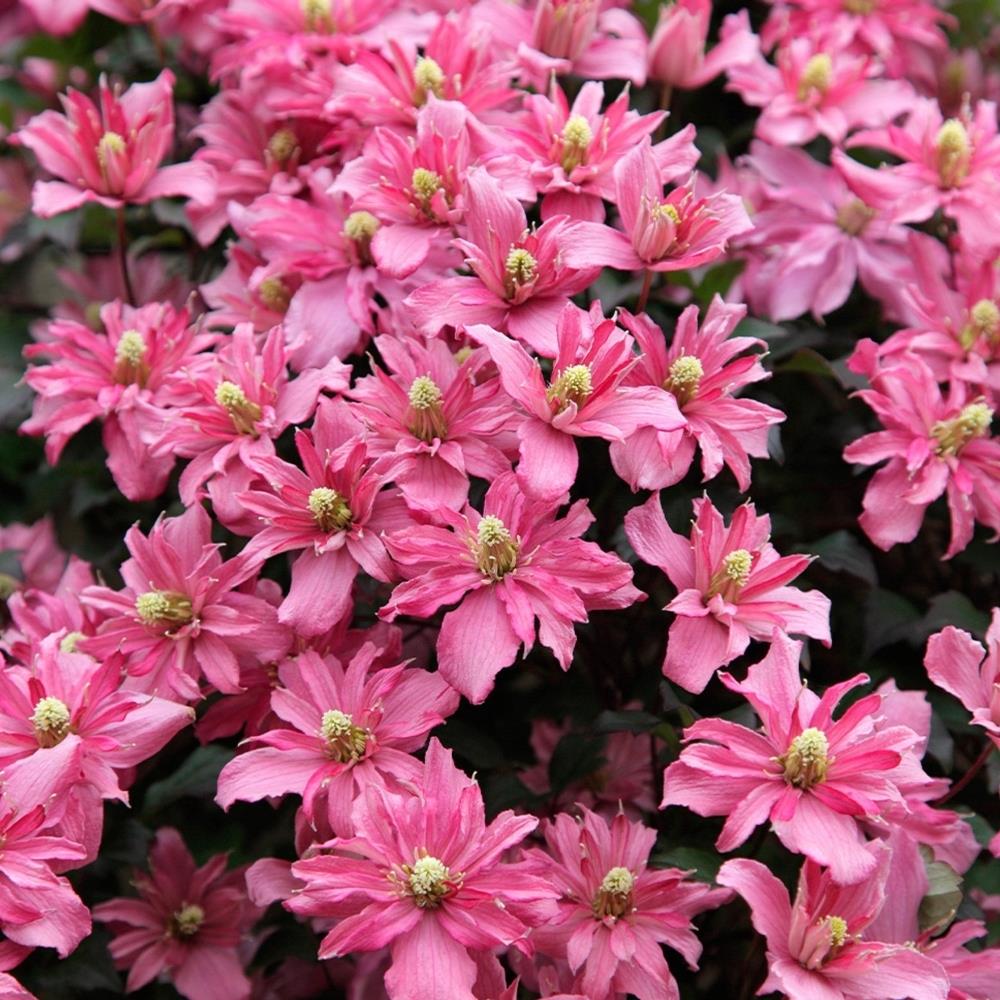 Clematis Montana 'Broughton Star' X3