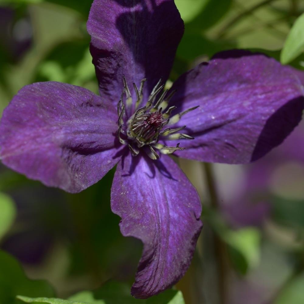 Clematis Viticella Dark Eyes X3