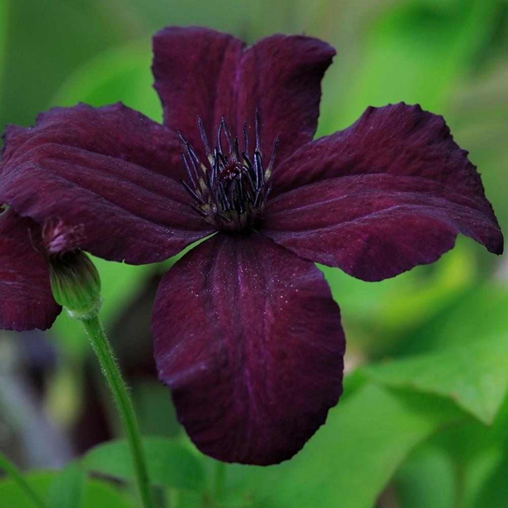 Clematis Viticella Dark Eyes X3