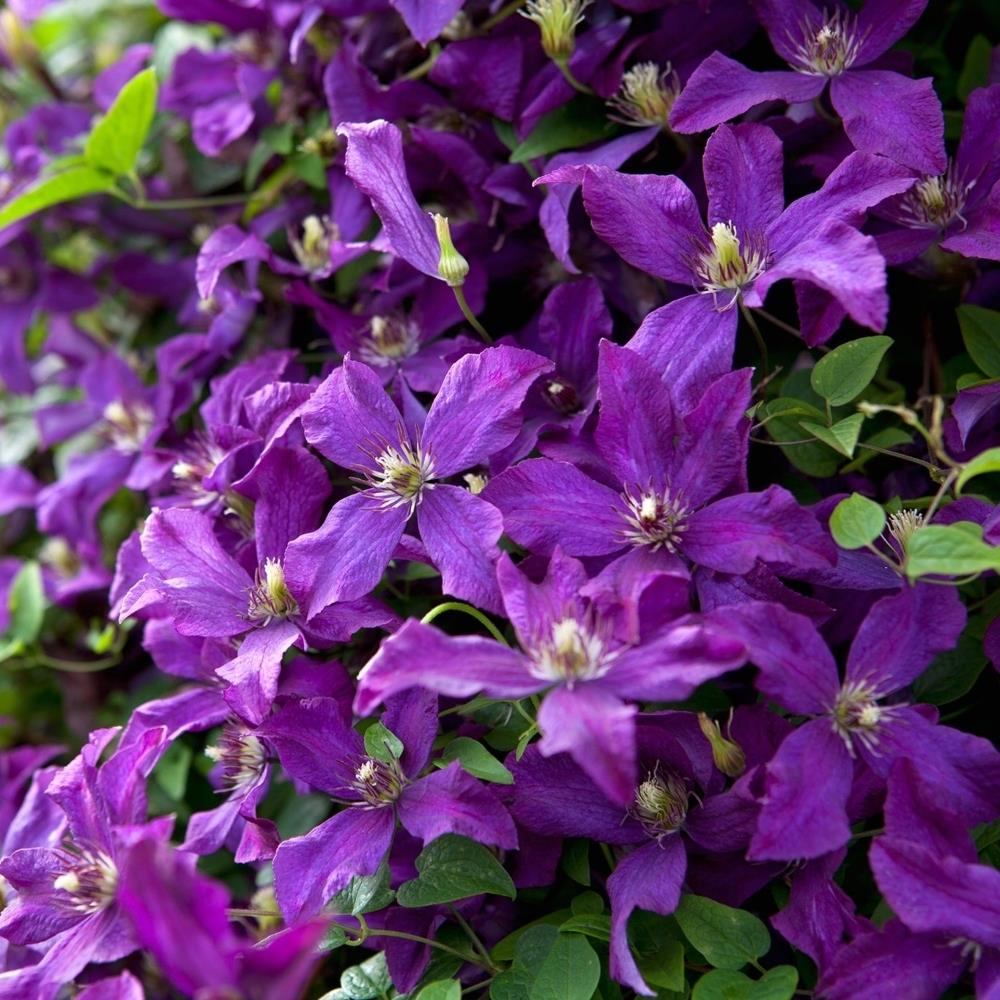 Clematis Viticella Polish Spirit X3