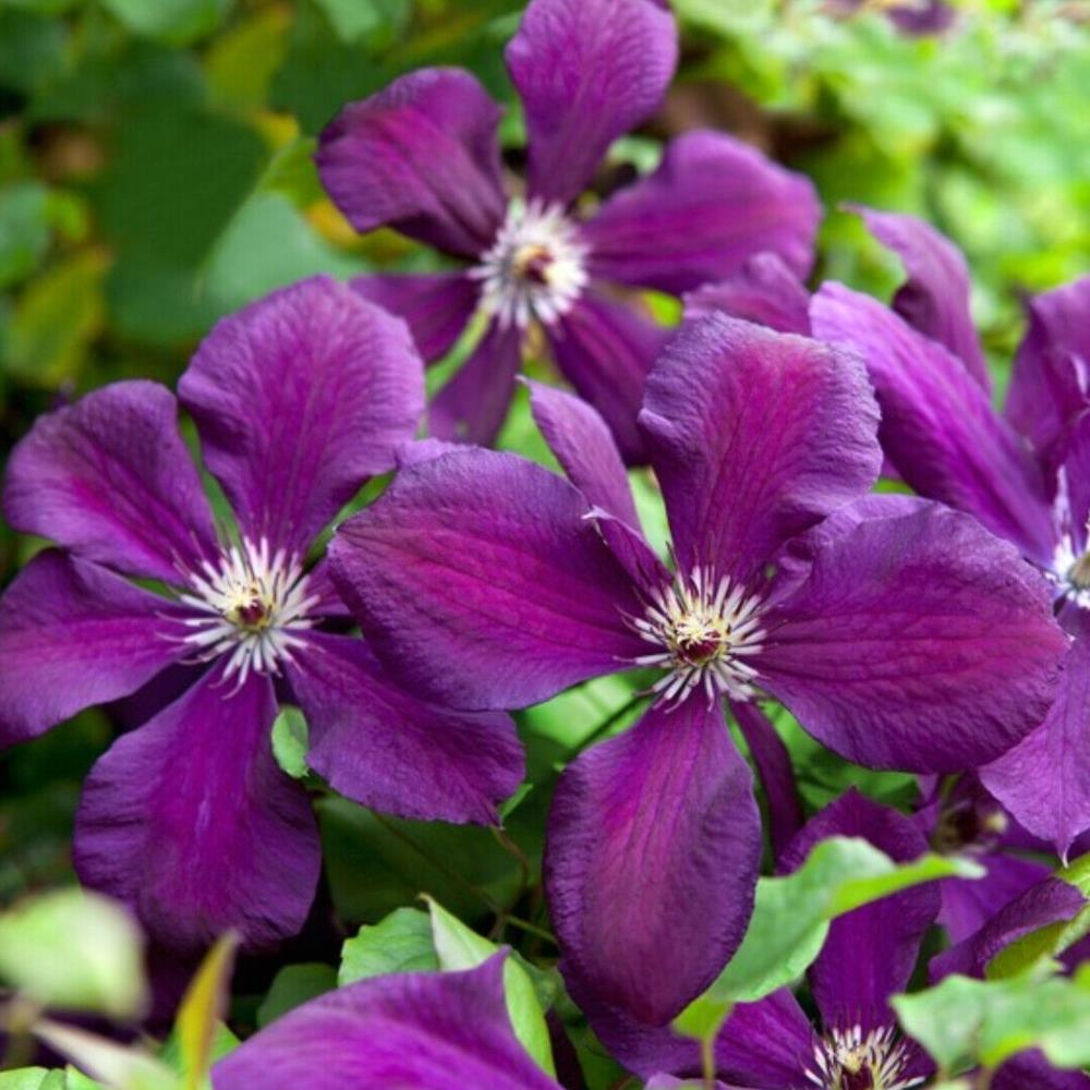 Clematis Viticella Polish Spirit X3