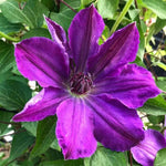 Clematis Bagatelle (Dorothy Walton) X3