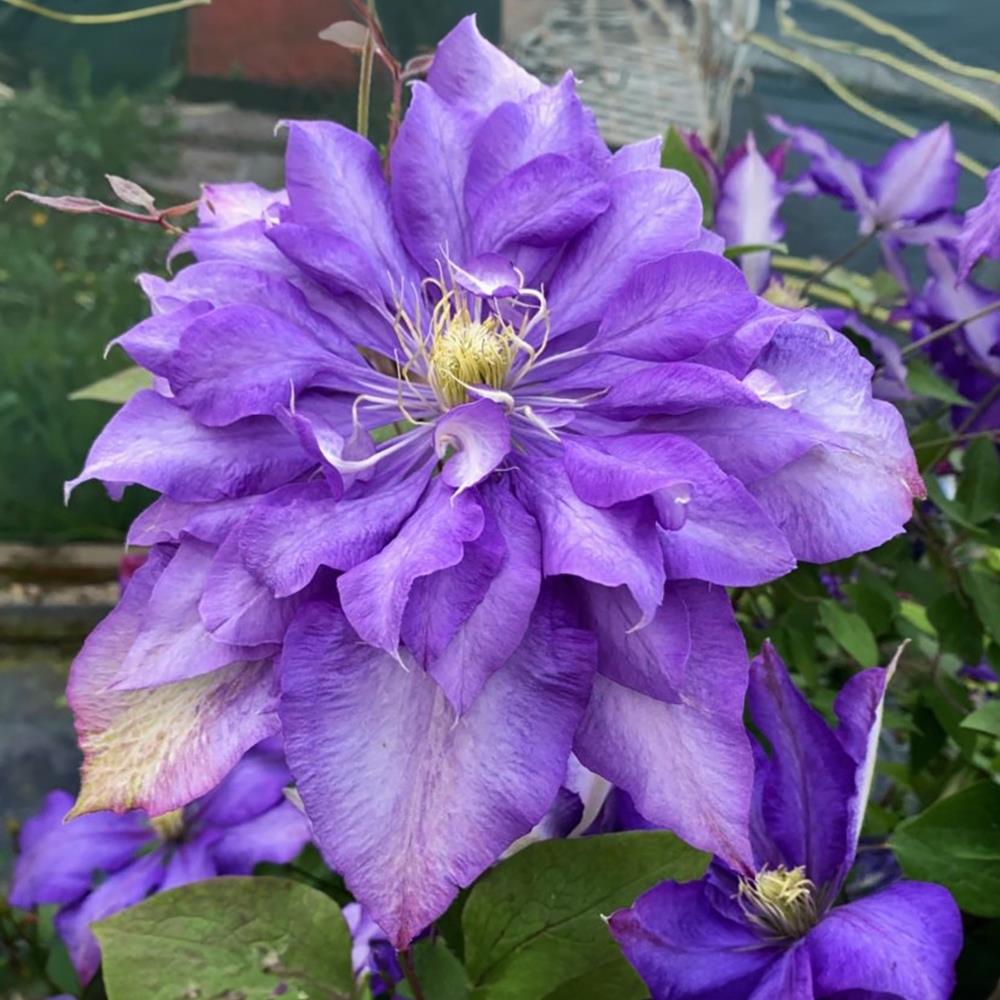 Clematis Hybrid 'Daniel Deronda' X3