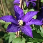 Clematis Hybrid 'Daniel Deronda' X3