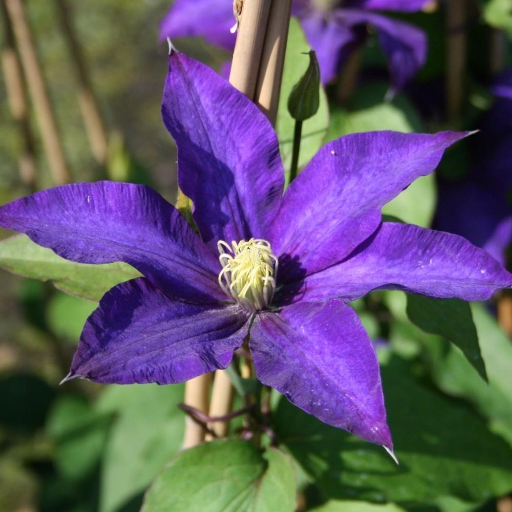Clematis Hybrid 'Daniel Deronda' X3