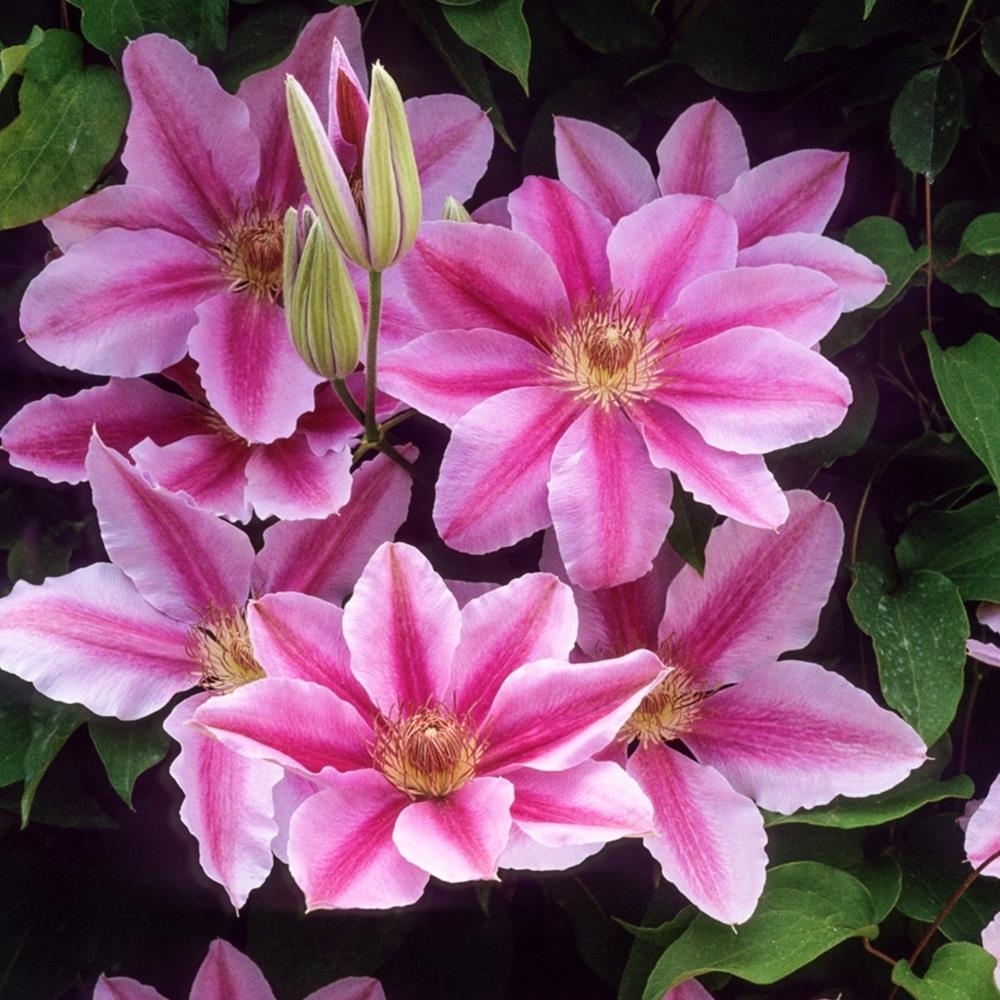 Clematis Hybrid 'Bees Jubilee' X3