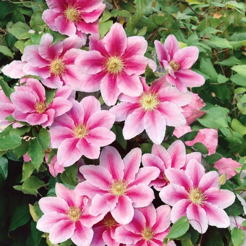 Clematis Hybrid 'Bees Jubilee' X3