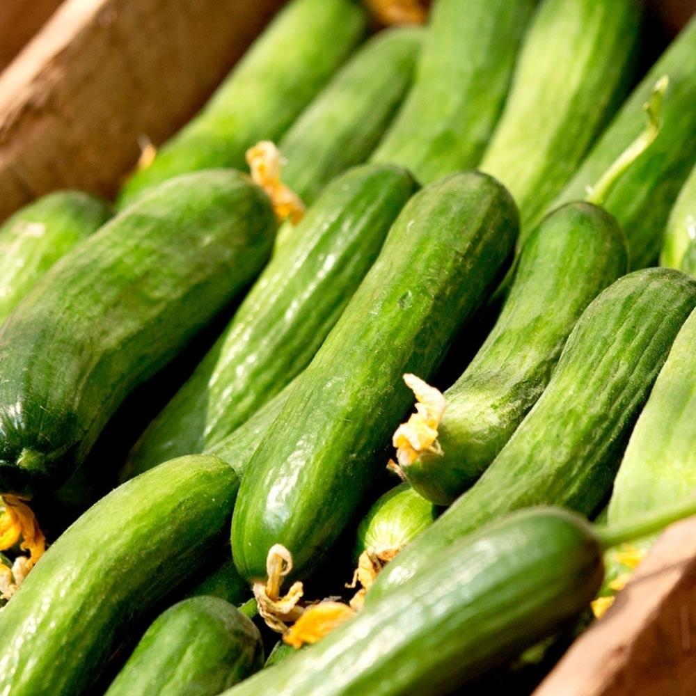 Cucumber 'MiniSweet' Plug Plants X3