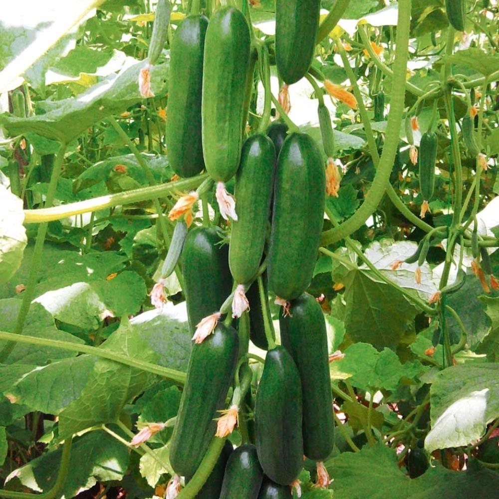 Cucumber 'MiniSweet' Plug Plants X3