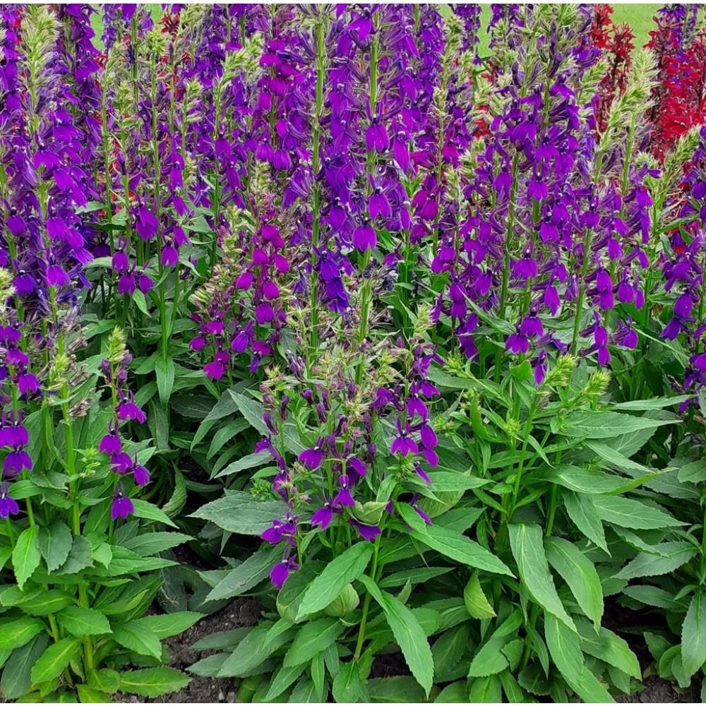 Lobelia Speciosa 'Starship Blue' X3