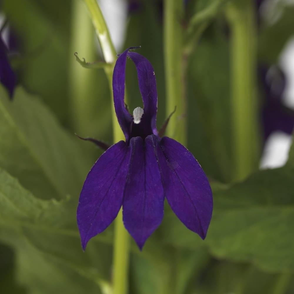 Lobelia Speciosa 'Starship Blue' X3