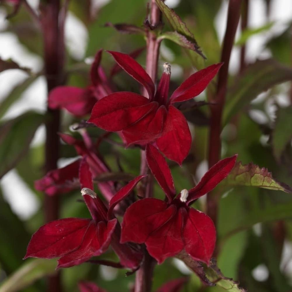 Lobelia Speciosa 'Starship Burgundy' X3