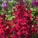 Lobelia Speciosa 'Starship Burgundy' X3