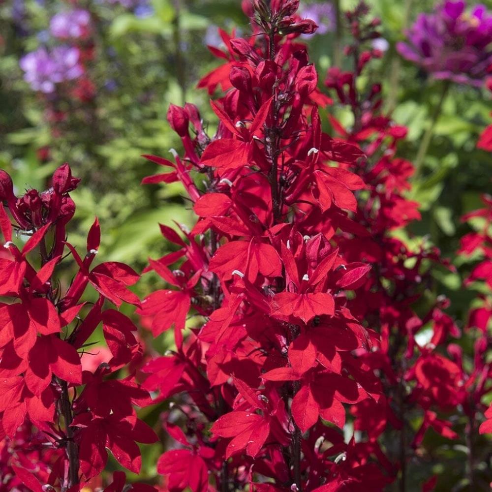 Lobelia Speciosa 'Starship Burgundy' X3