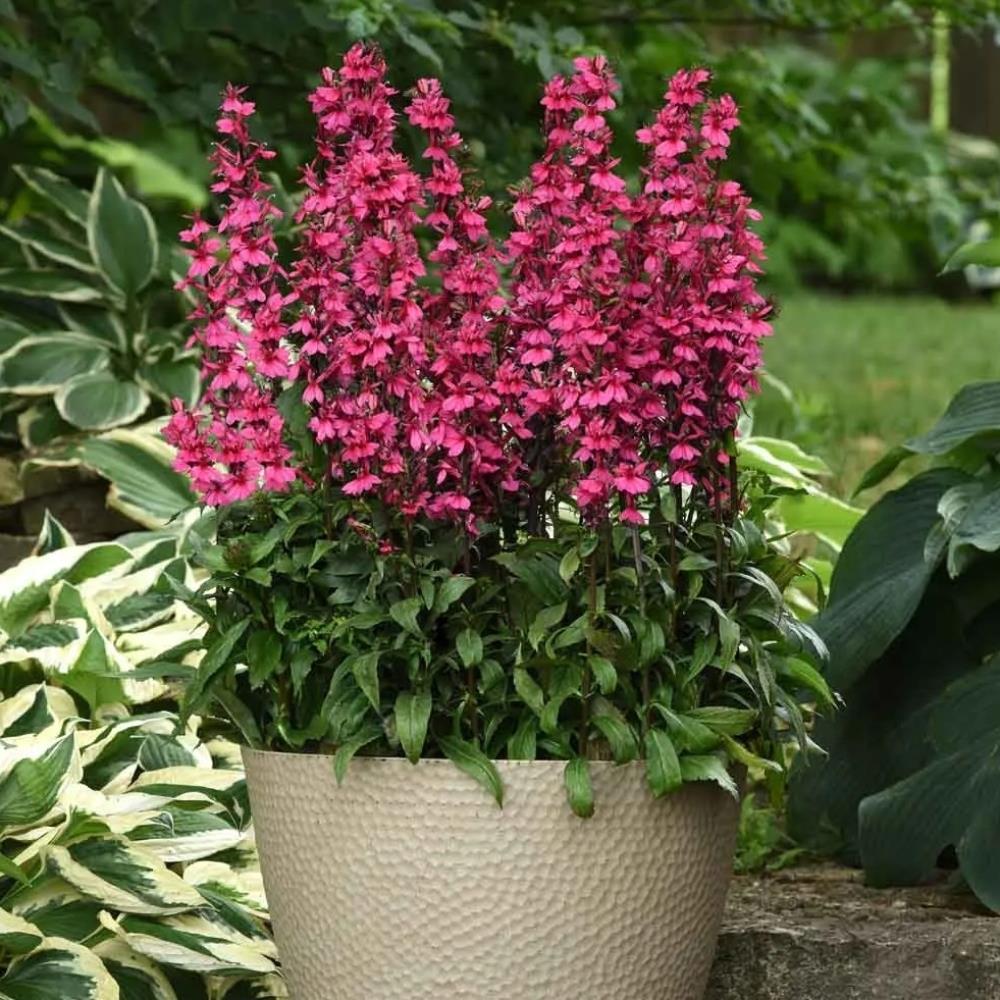 Lobelia Speciosa 'Starship Deep Rose' X3