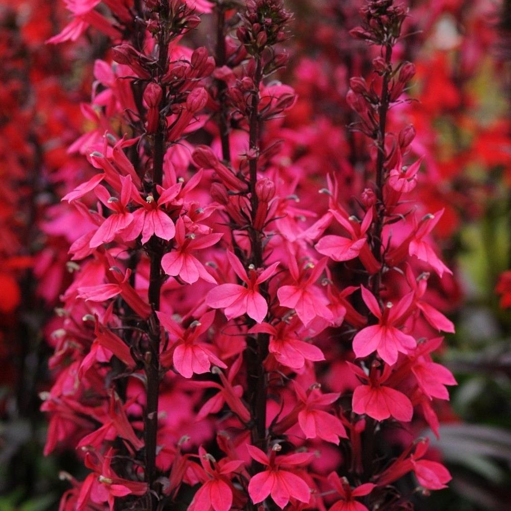 Lobelia Speciosa 'Starship Deep Rose' X3