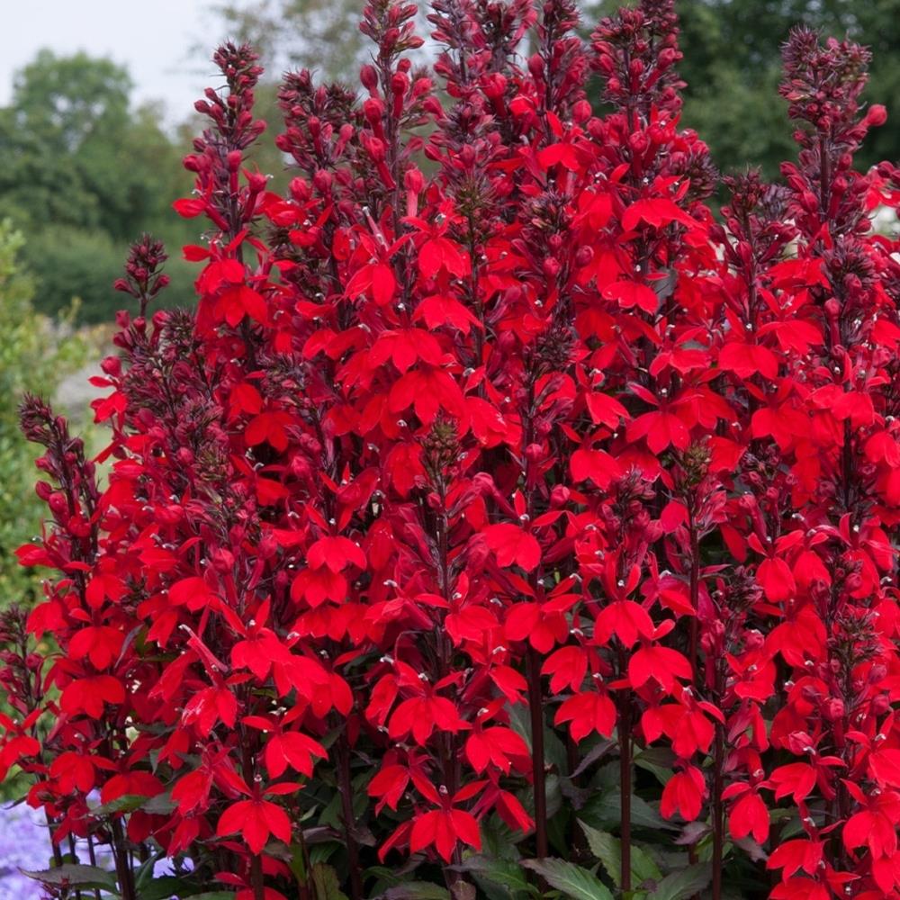 Lobelia Speciosa 'Starship Scarlet' X3