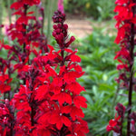 Lobelia Speciosa 'Starship Scarlet' X3