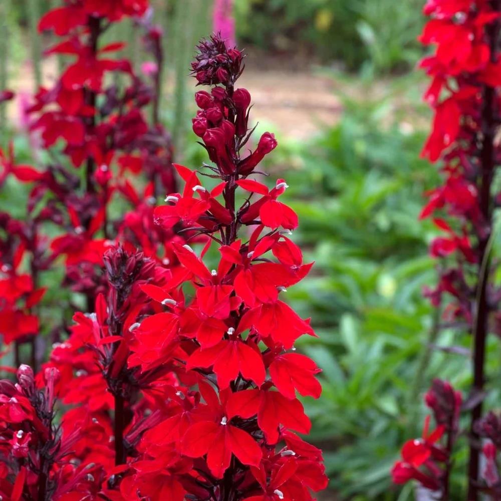 Lobelia Speciosa 'Starship Scarlet' X3
