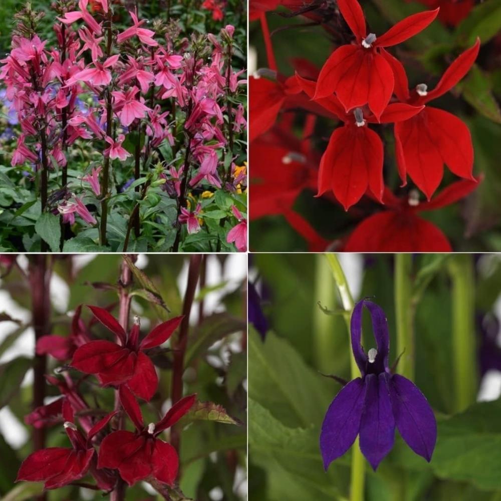 Lobelia Speciosa 'Starship Mix' X4
