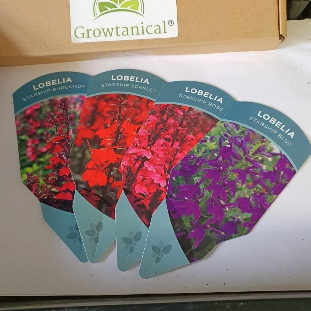 Lobelia Speciosa 'Starship Mix' X4