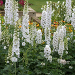 Delphinium Magic Fountains Pure White X3