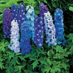 Delphinium Magic Fountains Mixed X6