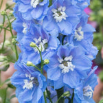 Delphinium Magic Fountains Sky Blue/White Bee X3