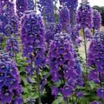 Delphinium Magic Fountains Dark Blue/White Bee X3
