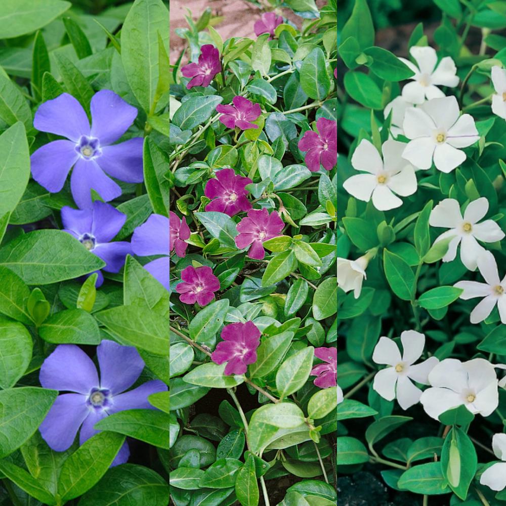Vinca Minor ' Mix ' Blue White Purple Periwinkle X3