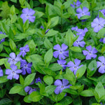 Vinca Minor ' Mix ' Blue White Purple Periwinkle X3