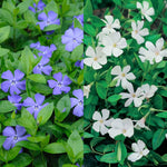 Vinca minor Blue and White Mix Periwinkle X 6