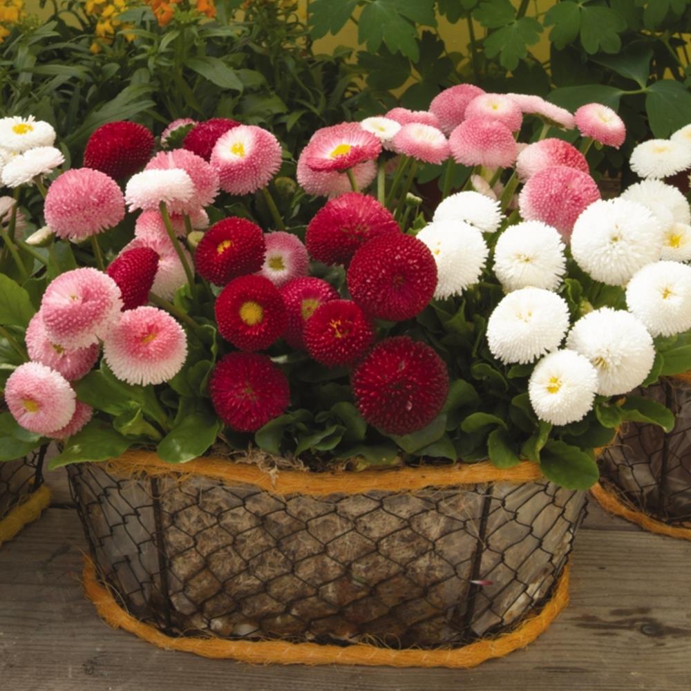 Bellis Perennis 'Bellissima Mix' X12