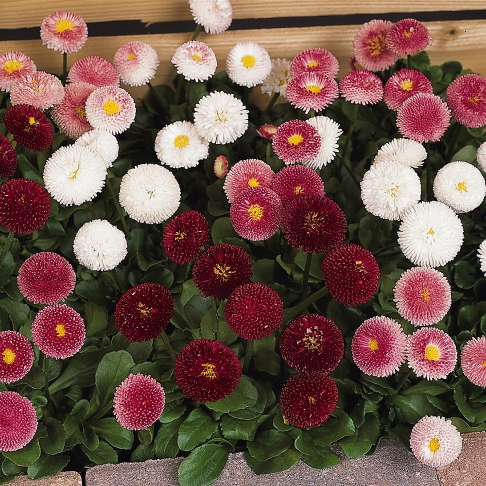 Bellis Perennis 'Bellissima Mix' X12