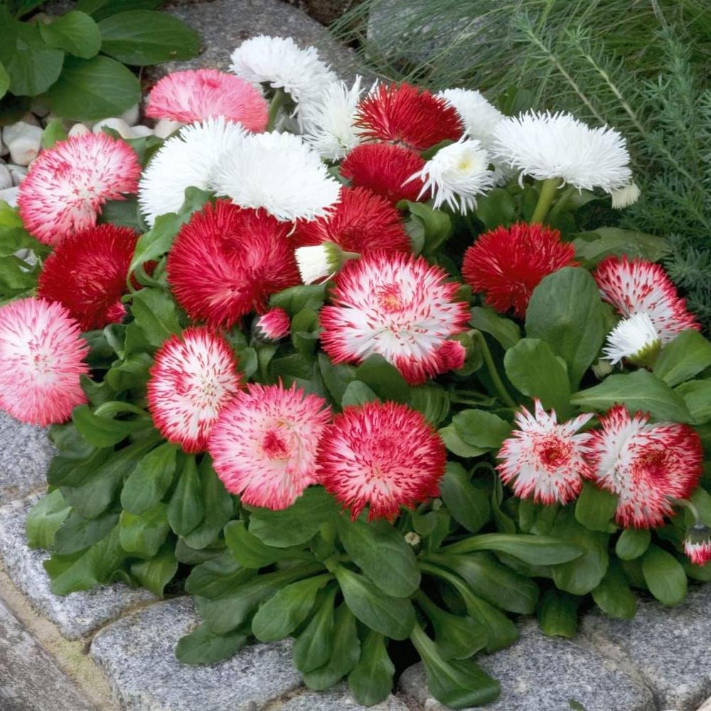 Bellis Perennis 'Habanera Mix' X12