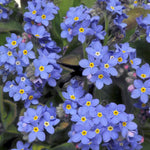 Myosotis sylvatica 'Sylvia Blue Forget me not' X12