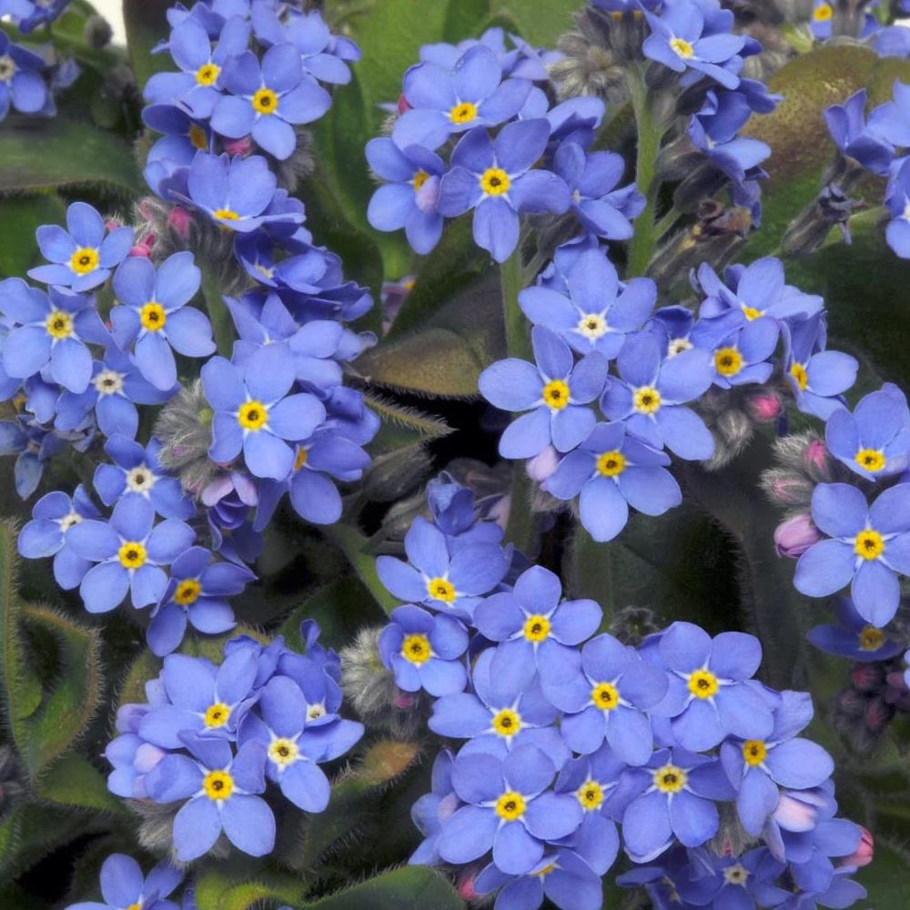Myosotis sylvatica 'Sylvia Blue Forget me not' X12
