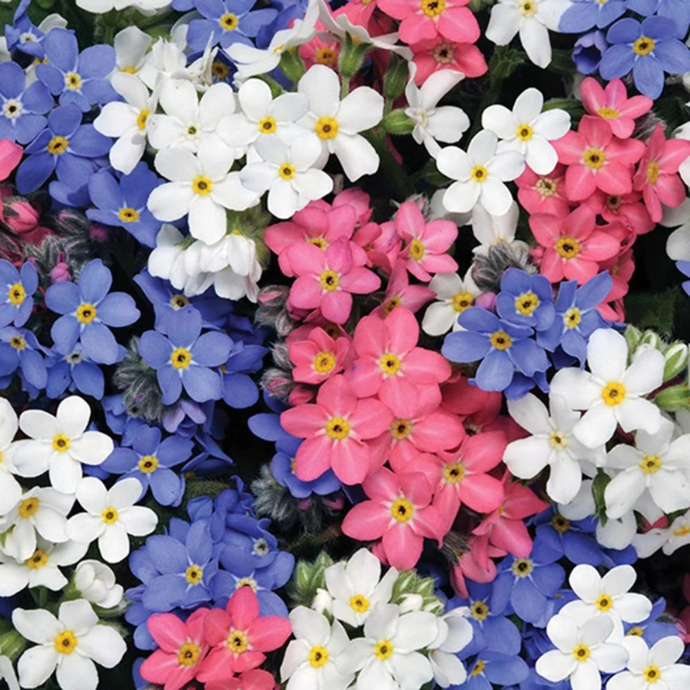 Myosotis sylvatica 'Sylvia Mix Forget me not' X12