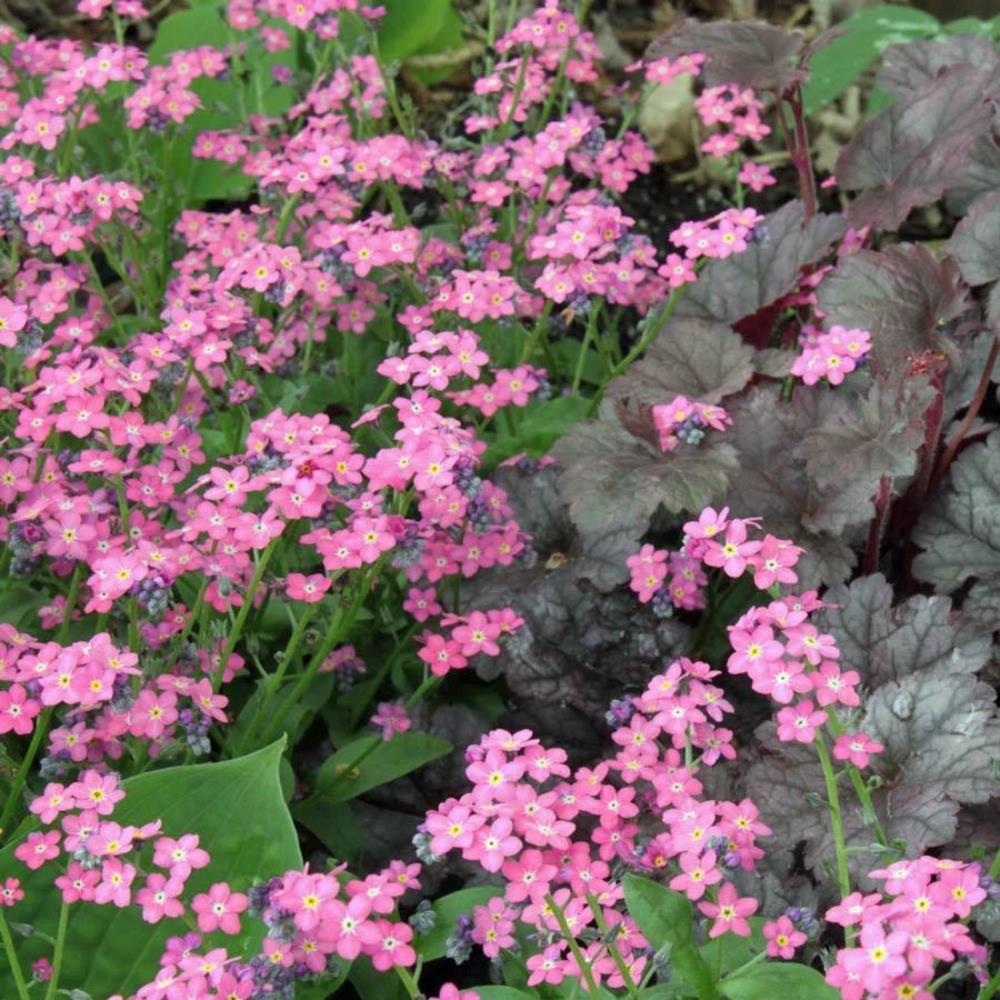 Myosotis sylvatica 'Sylvia Rose forget me not' X12