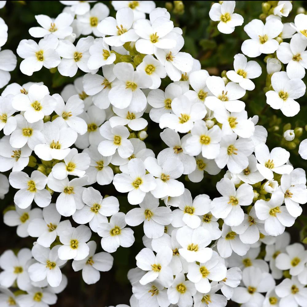 Myosotis sylvatica 'White Forget me not' X12