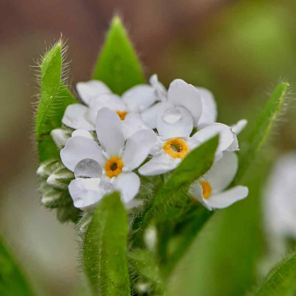 Myosotis sylvatica 'White Forget me not' X12