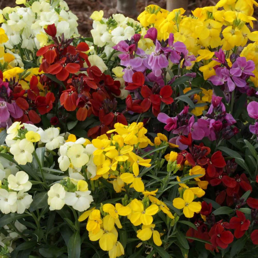 WallFlower 'Sugar Rush' Mixed X12